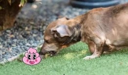 视频爆料狗狗吃屎图片大全,真实图片大曝光